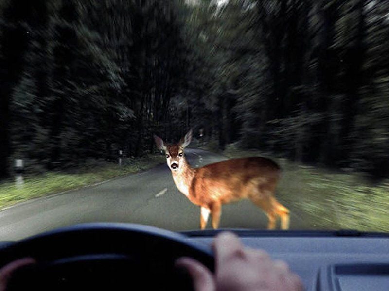 Steht plötzlich ein Tier auf der Fahrbahn, lässt sich je nach Geschwindigkeit ein Aufprall kaum noch vermeiden.