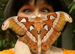 Im Alaris-Schmetterlingspark in Wittenberg hält eine Frau vorsichtig einen vier Stunden alten Atlas-Seidenspinner auf ihrer Hand. (Foto: dpa)