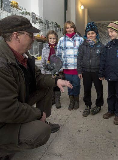 Vereinschef Gerbothe zeigt seine Lieblingstaube der Rasse „Amsterdamer Kröpfer“, die auf seinem Arm sitzen bleibt.