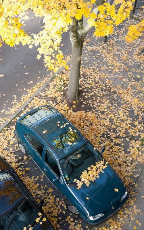 Was Bäume und Vögel absondern, kann den Autolack angreifen.