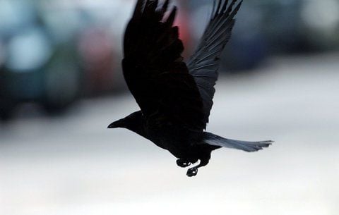 Diese Krähe fliegt noch - in Hoym kam es zu einem mysteriösen Krähensterben. (FOTO: DPA/ARCHIV)