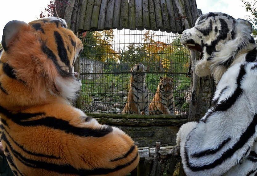 Die Zoo-Maskottchen Kimmy und Kalle vor dem Käfig der Sibirischen Tiger.