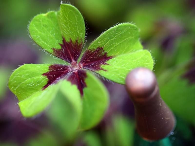 Vierblättriger Klee: ein Symbol für Glück. Foto: Martin Gerten