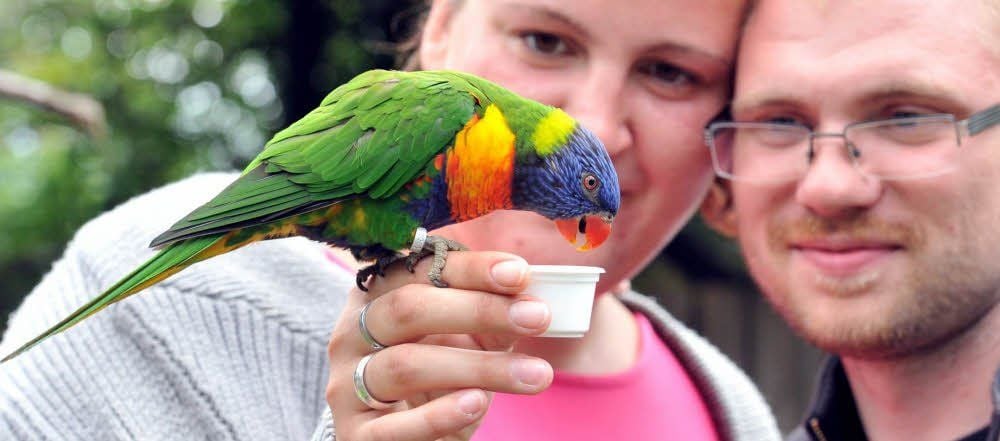 Die knallbunten Loris sind äußerst zutraulich - besonders, wenn es Futter gibt, hier von Jenny und Michael Thalmann.