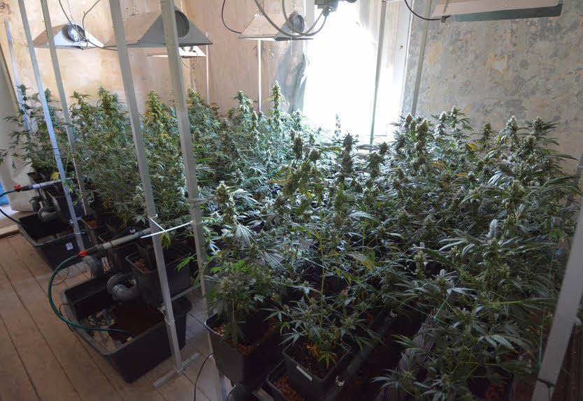 Die Beamten fanden in den Haus prächtig gedeihende Cannabispflanzen.