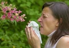 Auf dem Symbolbild muss eine junge Frau in einer Grünanlage in Würzburg vor einer Kastanienblüte niesen. Das anhaltend trockene Wetter führt zur Zeit zu einem ungewöhnlich starken Pollenflug, der besonders Allergikern Probleme bereitet. (Foto: dpa)
