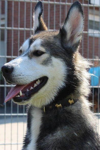 Ein Husky
