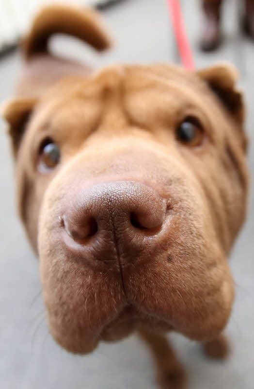 Therapiehund Dana
