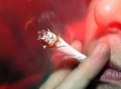 Cannabis (lat. «cannabis»: Hanf) ist der Sammelbegriff für die aus Hanf hergestellten Rauschmittel wie Haschisch (getrocknete weibl. Blüten) und Marihuana (gepr. Harze). Ein «Joint» ist eine mit Tabak und Haschisch oder Marihuana gefüllte Zigarette, das Rauchen wird auch als Kiffen bezeichnet. (Archivfoto: dpa)