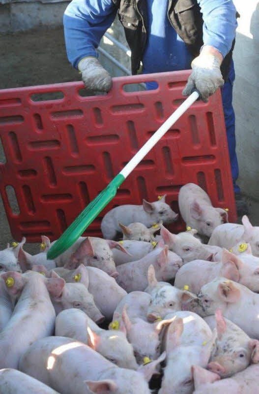 Mit diesem Paddel wurden die Ferkel in den Lkw getrieben - nach Auffassung der Tierschützer auf brutale Weise.