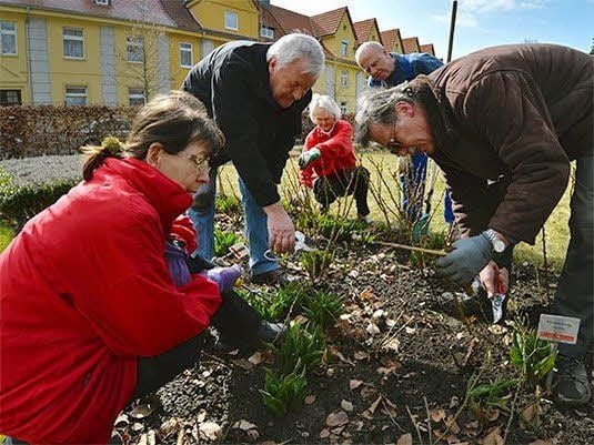 Experte Jürgen Mattern (rechts) vom Rosarium Sangerhausen gibt in Aschersleben Tipps für den richtigen Rosenschnitt. Enthäufelt wird übrigens mit einem kleinen Schilfrohr.