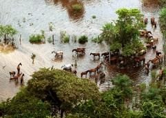 Nach dem schweren Hochwasser in der bolivianischen Urwaldprovinz Beni suchen Wildpferde nach einem trockenen Plätzchen. (Foto: dpa)