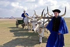 Pferdehirten, Csikós genannt, veranstalten im Nationalpark Hortobàgy im Osten Ungarns ein folkloristisches Spektakel, das an alte Zeiten erinnert - die Cowyboys der Puszta hüteten Graurinder. (Foto: dpa)