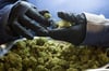 In Zukunft soll es für Patienten in Deutschland leichter werden an medizinisches Cannabis zu Therapiezwecken zu gelanden.