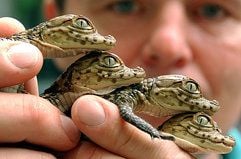 Erst wenige Tage alte Brillenkaimane in einem Zoogeschäft in Fürstenwalde. (Foto: dpa)