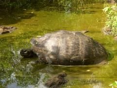 Die berühmtesten Bewohner der Insel - die Galápagos-Schildkröten beeindrucken schon allein durch ihre Größe. Ehe das Archipel im 16. Jahrhundert entdeckt wurde, gab es Hunderttausende von ihnen, heute sind es noch rund 15 000. (Foto: dpa)