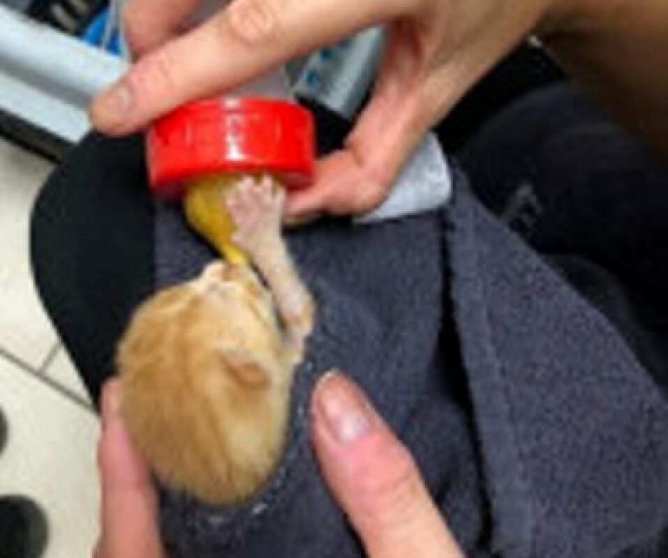 Eine der Katzen