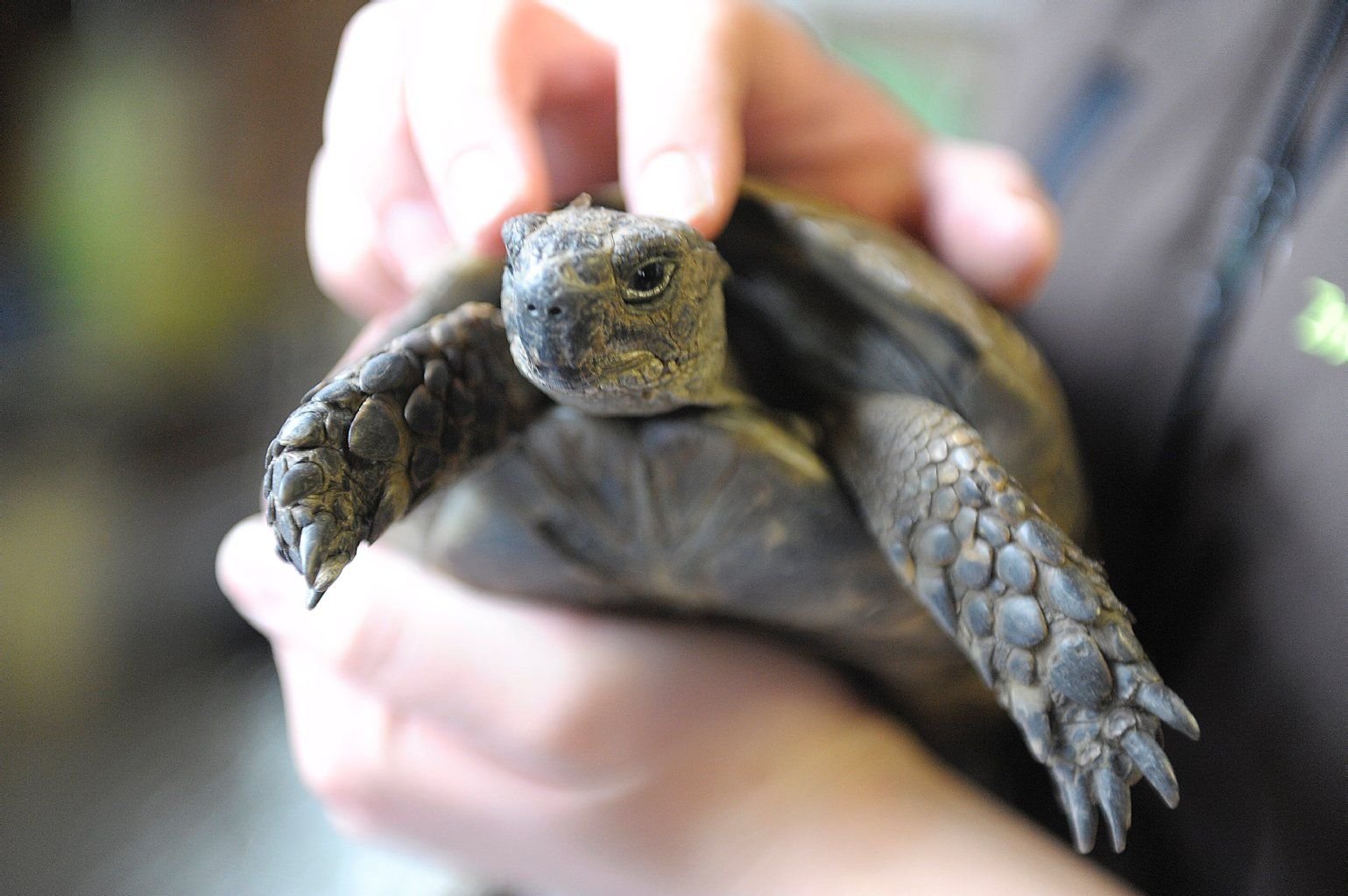 Eine Frau hält eine Schildkröte.