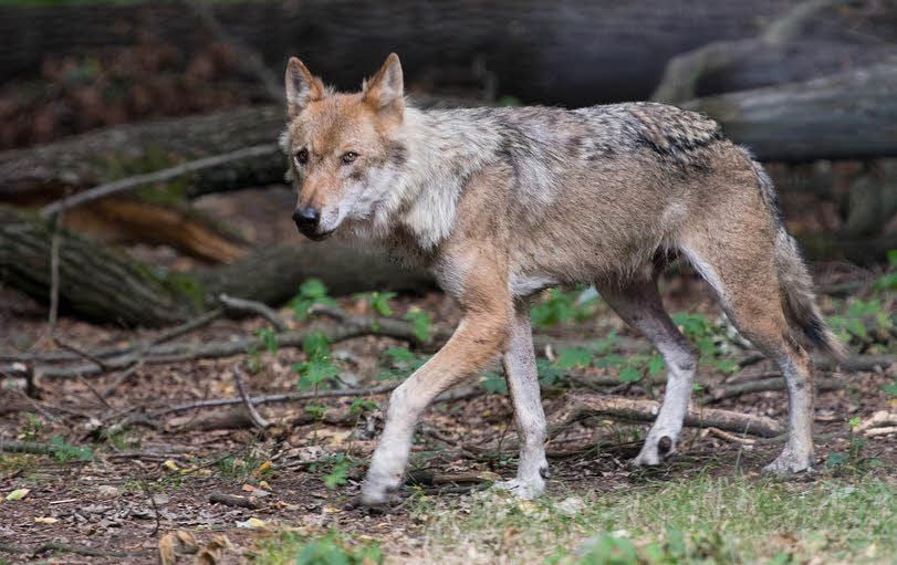 Wölfe, hier ein Tier in einem Wildgehege, breiten sich in der Region immer weiter aus. Das beunruhigt unter anderem die Tornauer.