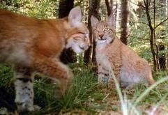 Ein Jungluchs mit der Luchs-Mutter im Mischwald im Nationalpark Harz (das Foto entstand vor einigen Tagen). Erstmals seit Beginn des Auswilderungsprojektes im Harz ist es gelungen, in Freiheit geborene Jungluchse zu fotografieren. Mit Hilfe einer so genannten Fotofalle entstanden an einer Waldschneise im Nordharz über 40 Bilder einerLuchs-Mutter mit drei Jungen. Anhand der Ohrmarke wurde festgestellt, dass die Luchs-Dame im Jahr 2003 ausgewildert wurde. Ein Nationalparksprecher bezeichnete die Bilder am Mittwoch (29.09.2004) als Sensation. Fotos von Jungluchsen seien extrem selten. (Foto: dpa)