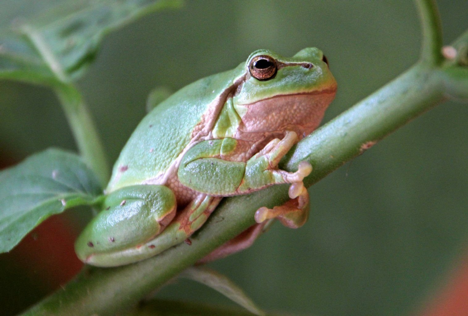 Ein Laubfrosch, im Volksmund auch «Wetterfrosch» genannt, sitzt in einem Garten in Schönebeck. Ob die Sonne scheint oder Regen fällt, verriet dem Menschen früher der als «Wetter-Frosch» bekannte Laubfrosch.