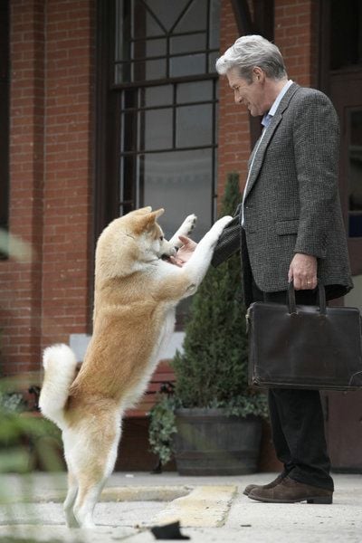 Parker Wilson (Richard Gere) wird freudig von seinem Hund Hachiko begrüßt in einer Filmszene aus dem Kinofilm "Hachiko - Eine wunderbare Freundschaft". Professor Parker findet eines Tages am Bahnhof einen herrenlosen Welpen, nimmt diesen mit nach Hause und schließt das Tier bedinglungslos ins Herz. Der Film kommt am 12. November 2009 in die deutschen Kinos. (FOTO: DPA)