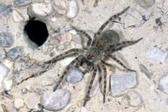 Die Sand-Wolfsspinne (Arctosa cinerea, Fabricius 1777) ist am Montag (11.12.2006) von der Arachnologischen Gesellschaft in Berlin als «Spinne des Jahres 2007» gekürt worden. (Foto: dpa)