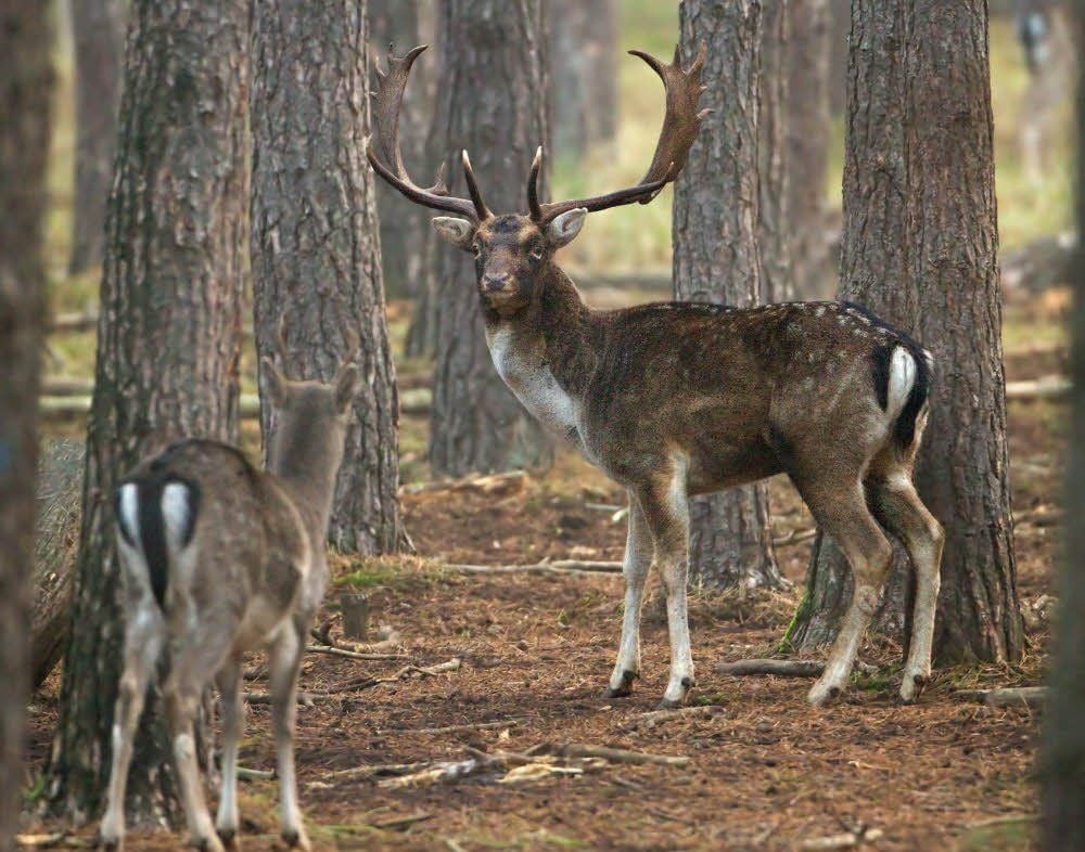 Damhirsch im Fläming. Auch seine Artgenossen mögen die Früchte, die auf den Feldern angebaut werden.