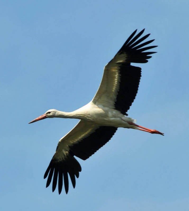 Noch immer zieht ein Weißstorch über Frose seine Kreise. Mal sitzt er auf dem Schuldach, mal auf dem Schornstein des altes Heizhauses. Ein Nachzügler, der aber nicht gefährdet ist.