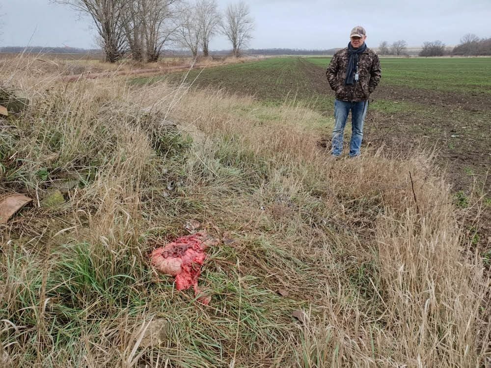 Von einem anderen Schwarzkittel hat der Wilddieb die Innereien zurückgelassen.
