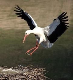Ein Storch im Landeanflug auf sein Nest im brandenburgischen Treplin (Foto: dpa).