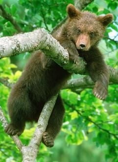 Braunbärin «Liesa» klettert in den Ästen des Eifelparks in Gondorf (Kreis Bitburg-Prüm). Die ausgebüxte Bärin ist in der Nacht zum Freitag (01.06.2007) gestorben. (Foto: dpa)