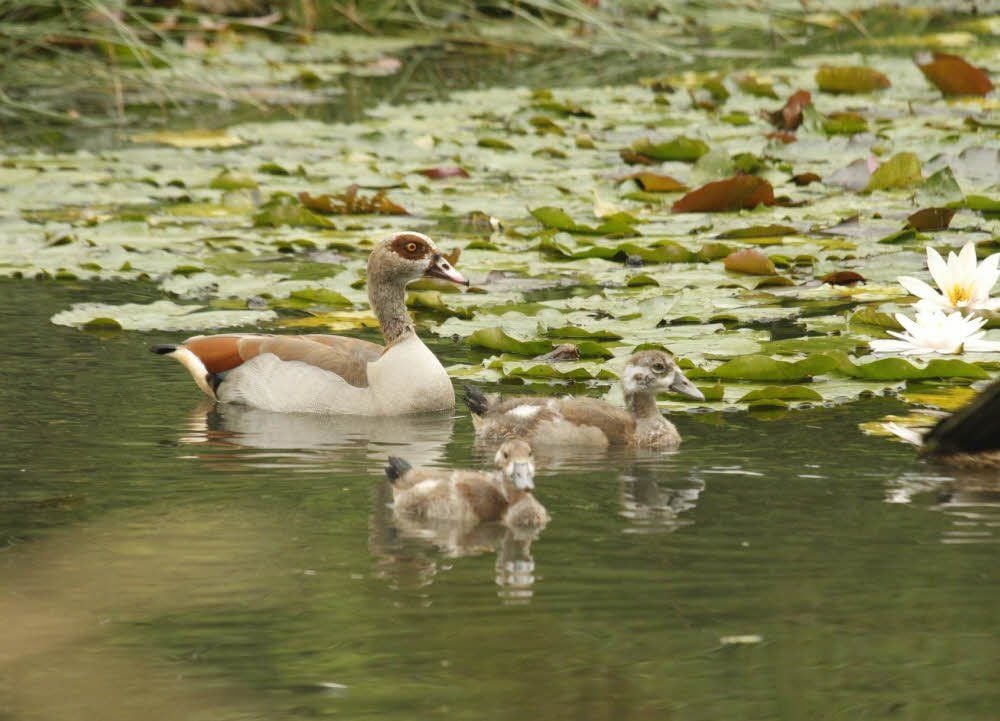 Die Nilgans mit drei ihrer sechs Kleinen. Die vorsichtigen Tiere bleiben nachts meist im Wasser und sind so für den Fuchs unerreichbar.