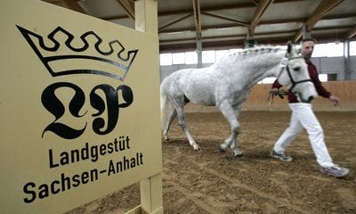 In einer Reithalle des Landgestüts Sachsen-Anhalt Prussendorf wird ein Schimmel geführt (FOTO: DPA)