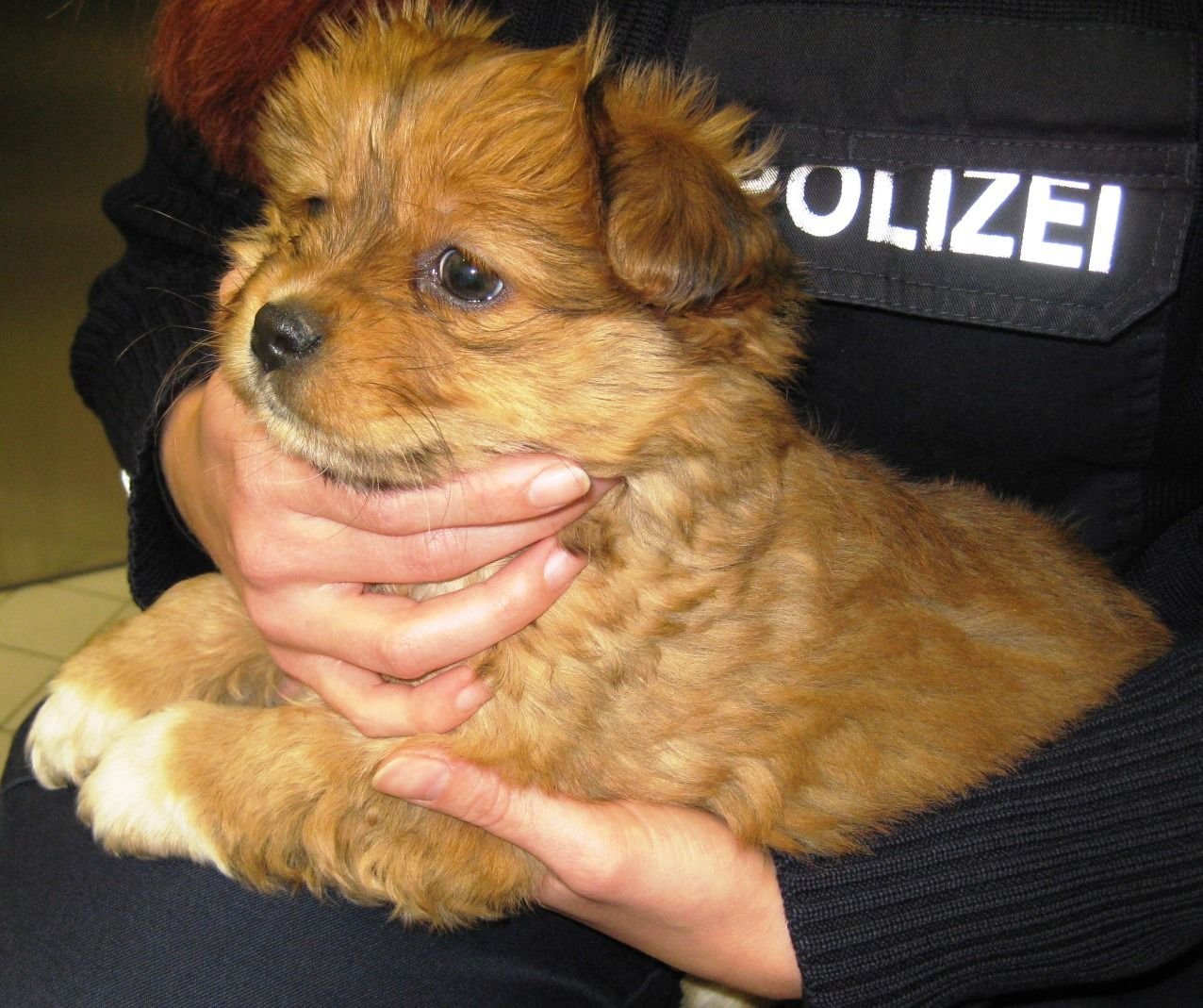 Die Bundespolizei stoppte einen illegalen Welpentransport im Hauptbahnhof Nürnberg und hat die drei Hunde dem Nürnberger Tierheim übergeben.