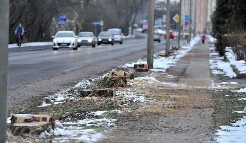 Gefällt Bäume am Straßenrand.
