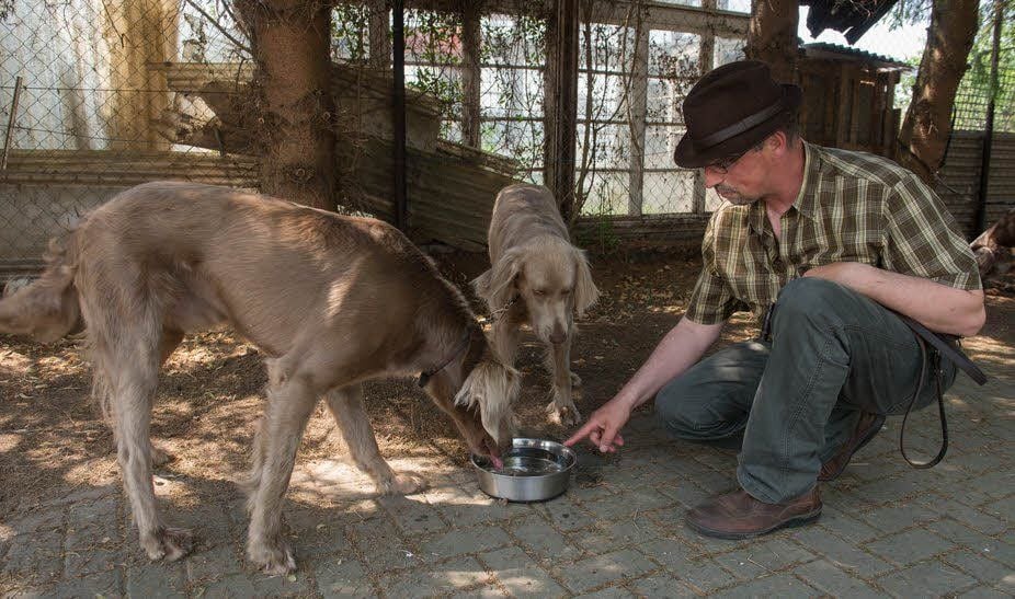 Bei fast 40 Grad bringt Ausbilder Uwe Kruse seinen beiden Weimaranern frisches und kühles Wasser.