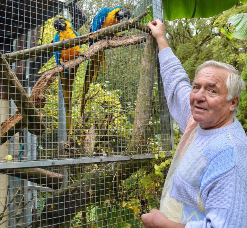 Wolfgang Hager ist stolz auf seine Gelbbrust-Ara-Zucht.