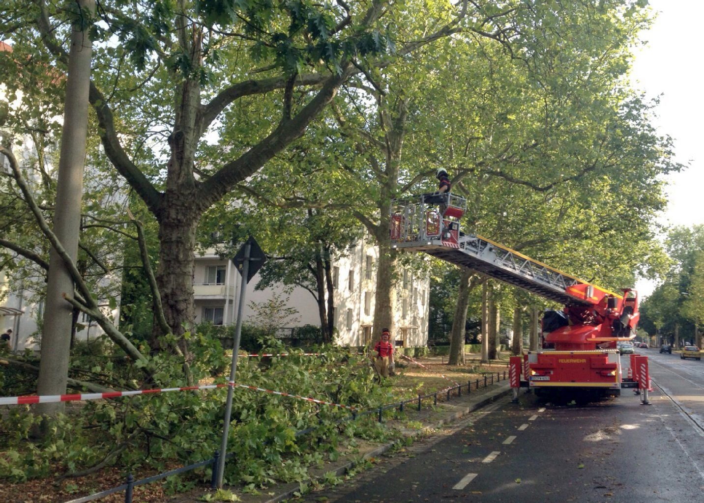 Vom Unwetter beschädigte Bäume werden am 15.08.2015 in Dresden (Sachsen) beschnitten.