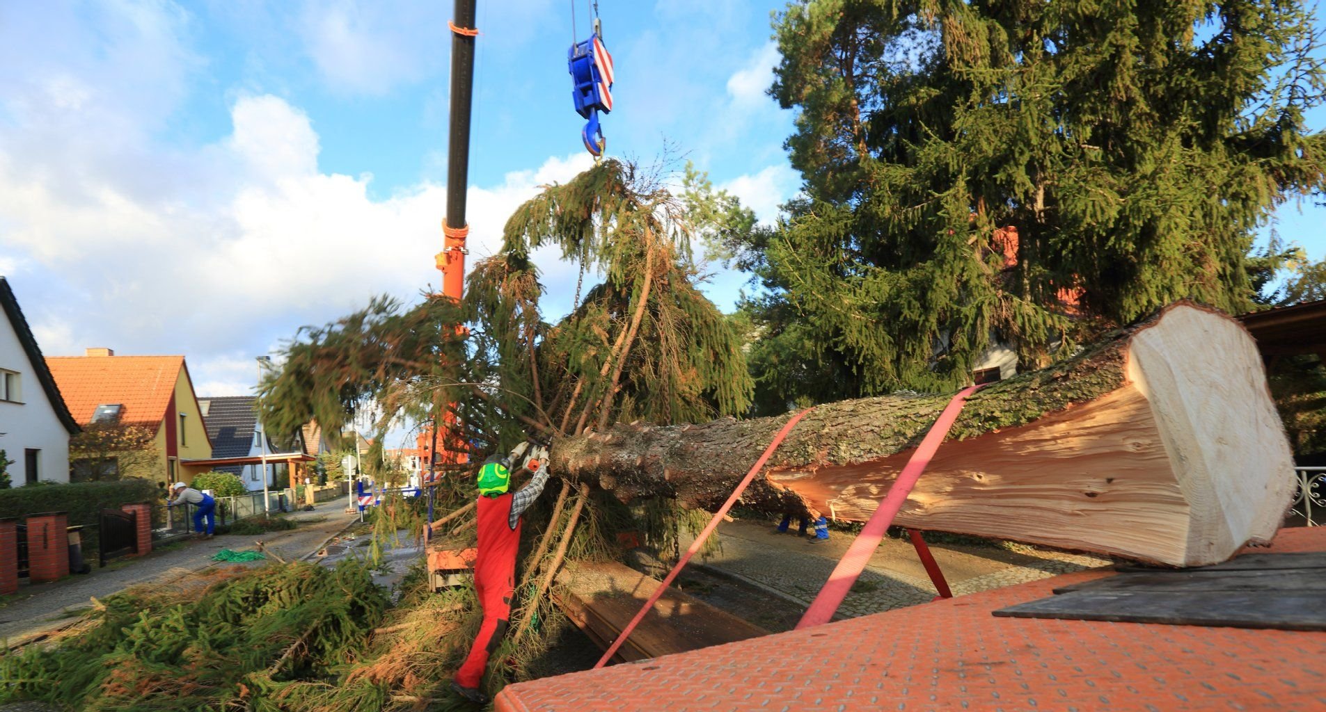 Eine 38 Jahre und rund 25 Meter große Tanne wird in Magdeburg auf einem Sattelschlepper zum Transport vorbereitet. Der offiziell gewählte Baum für den Weihnachtsmarkt der Landeshauptstadt war beim Absägen plötzlich abgebrochen.