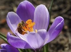 Die Honigbiene ist vor allem von Mai bis Juli auf Nahrungssuche. In dieser Zeit sollte man nicht unbedingt barfuß durch Blumenwiesen laufen. (Foto: dpa)