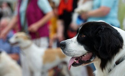 Ein Hund der Rasse Landseer wartet in Leipzig auf sein Herrchen. (FOTO: DPA)