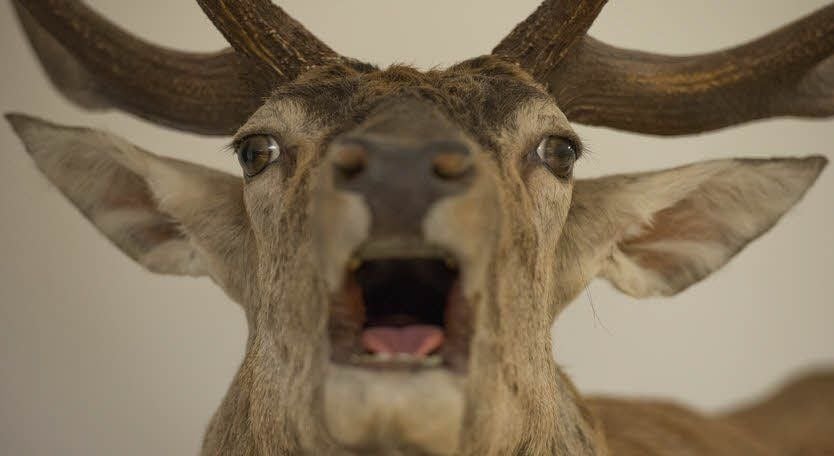 Dieser Hirsch sieht sehr lebensecht aus.