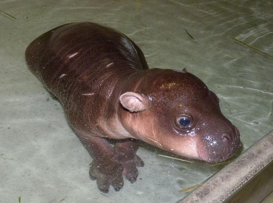 Das neugeborene Zwergflusspferd Inola im Bergzoo Halle