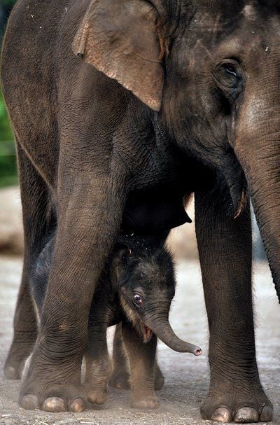 «Pathi Harn» (l.) und seine Mutter Porntip nach seiner Taufe am 25. März im Taronga Zoo in Sydney. (FOTO: DPA)