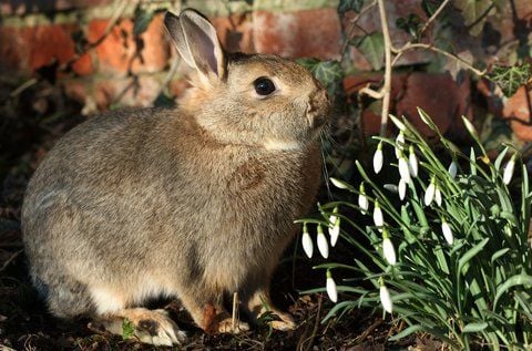 Ein Kaninchen. (ARCHIVFOTO: DPA)