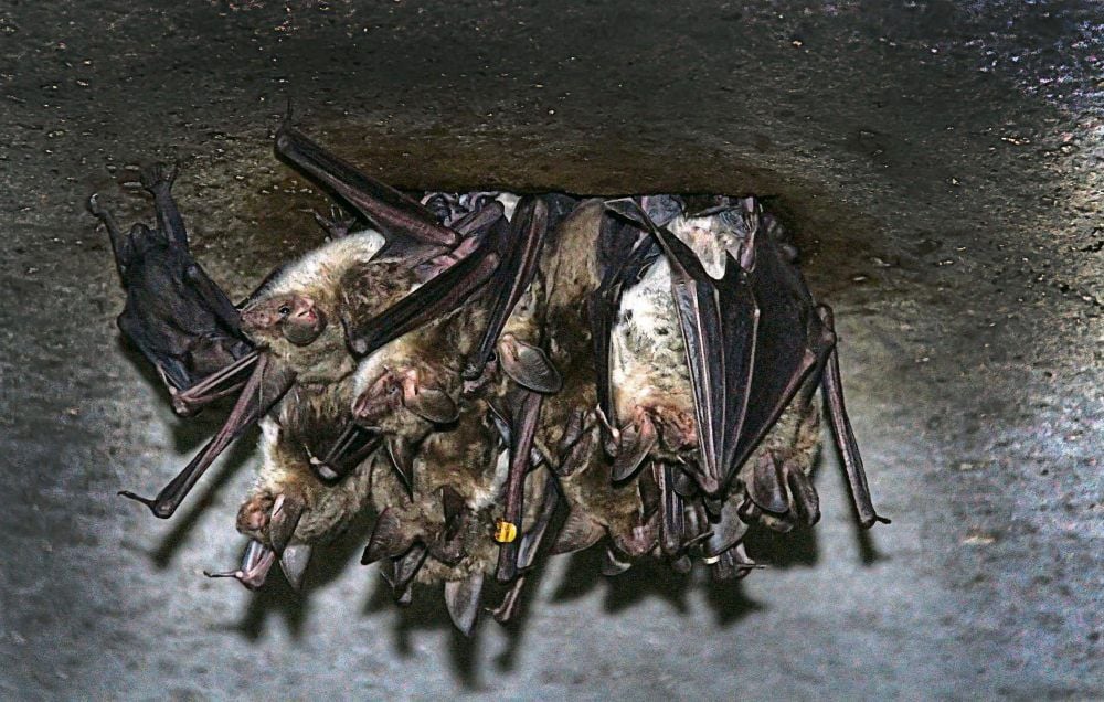 Fledermäuse leben oft in Gruppen zusammen.