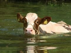Nilpferd, die schwimmende Kuh aus Fahr (Unterfranken), nimmt im Main ein Bad. (Foto: dpa)