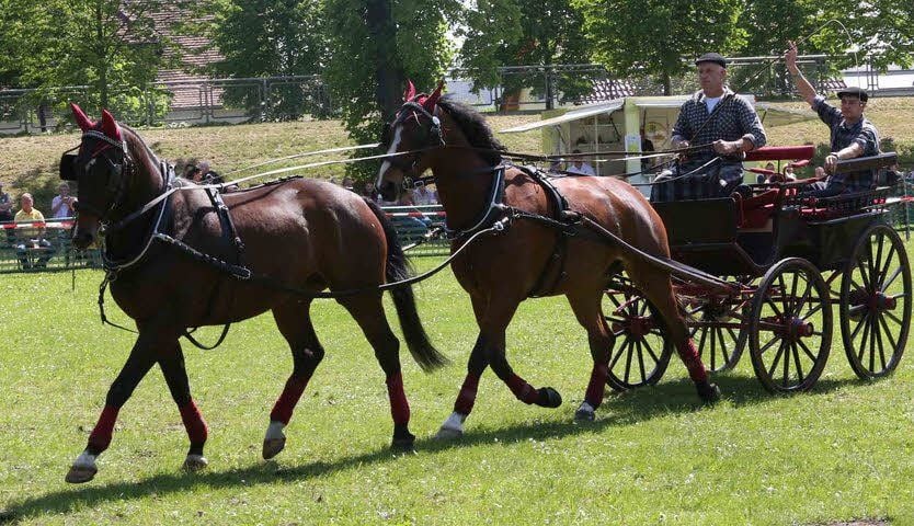 Ein seltenes Tandemgespann führte Roland Pannecke mit seinen Pferden Axel und Lukas in Mildensee vor.