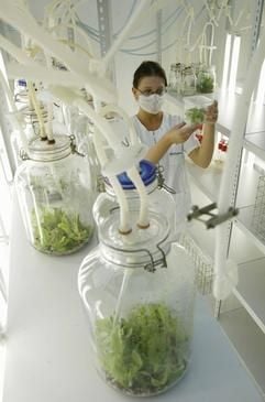 Biochemikerin Sabrina Weiss überprüft in einem Labor der Firma BioPlanta in der Leipziger Bio-City das Wachstum von Pflanzen im Bioreaktor. In dem im Jahr 2003 fuer 50 Millionen Euro fertig gestellten Gebäudekomplex arbeiten Biotechnologie-Firmen sowie die Universität Leipzig unter einem Dach. (Foto: ddp)